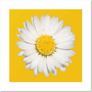 Beautiful Yellow And White Daisy Flower Cut Out Posters and Art